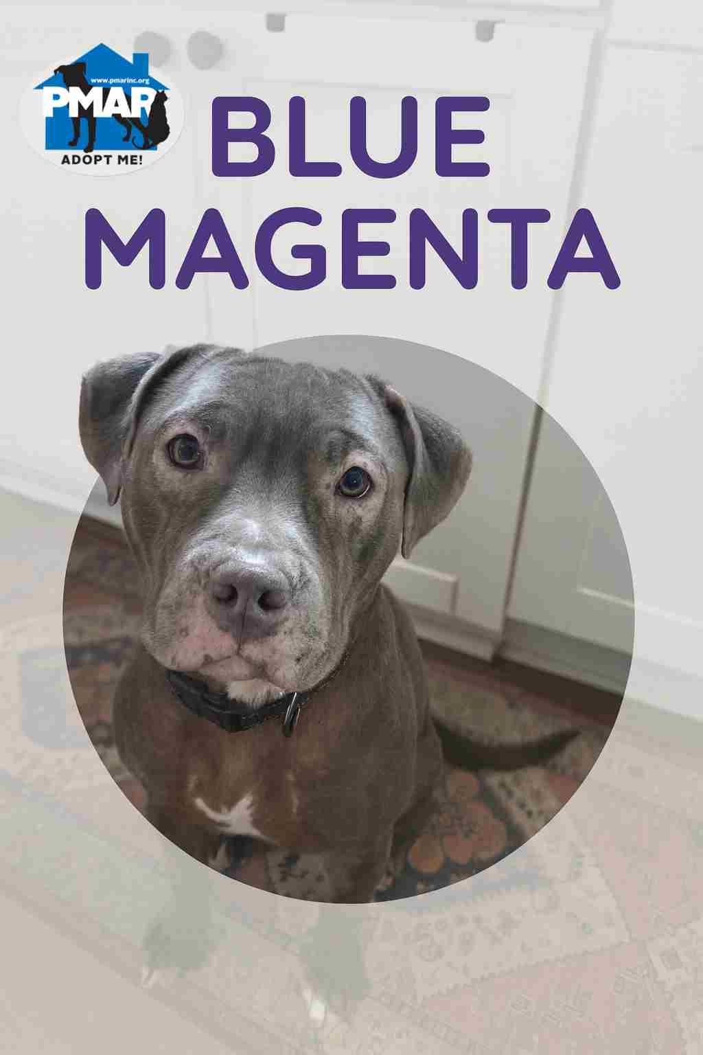 Blue Magenta, a Adoptable mixed breed in Binghamton, NY image 3/6
