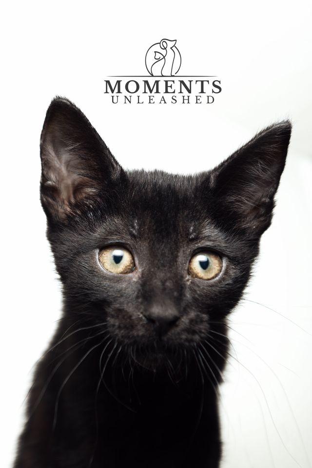 Enlarge Boo, an adopted Domestic Short Hair in Myakka City, FL image 1/2