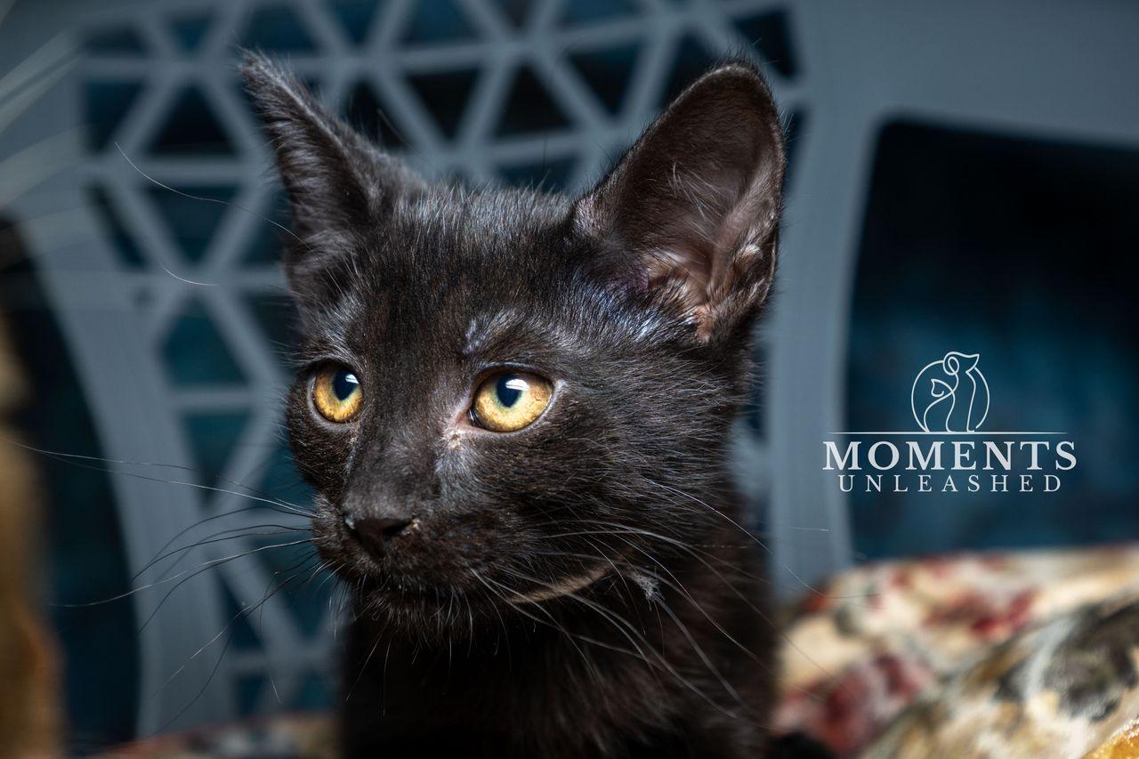 Enlarge Boo, an adopted Domestic Short Hair in Myakka City, FL image 2/2