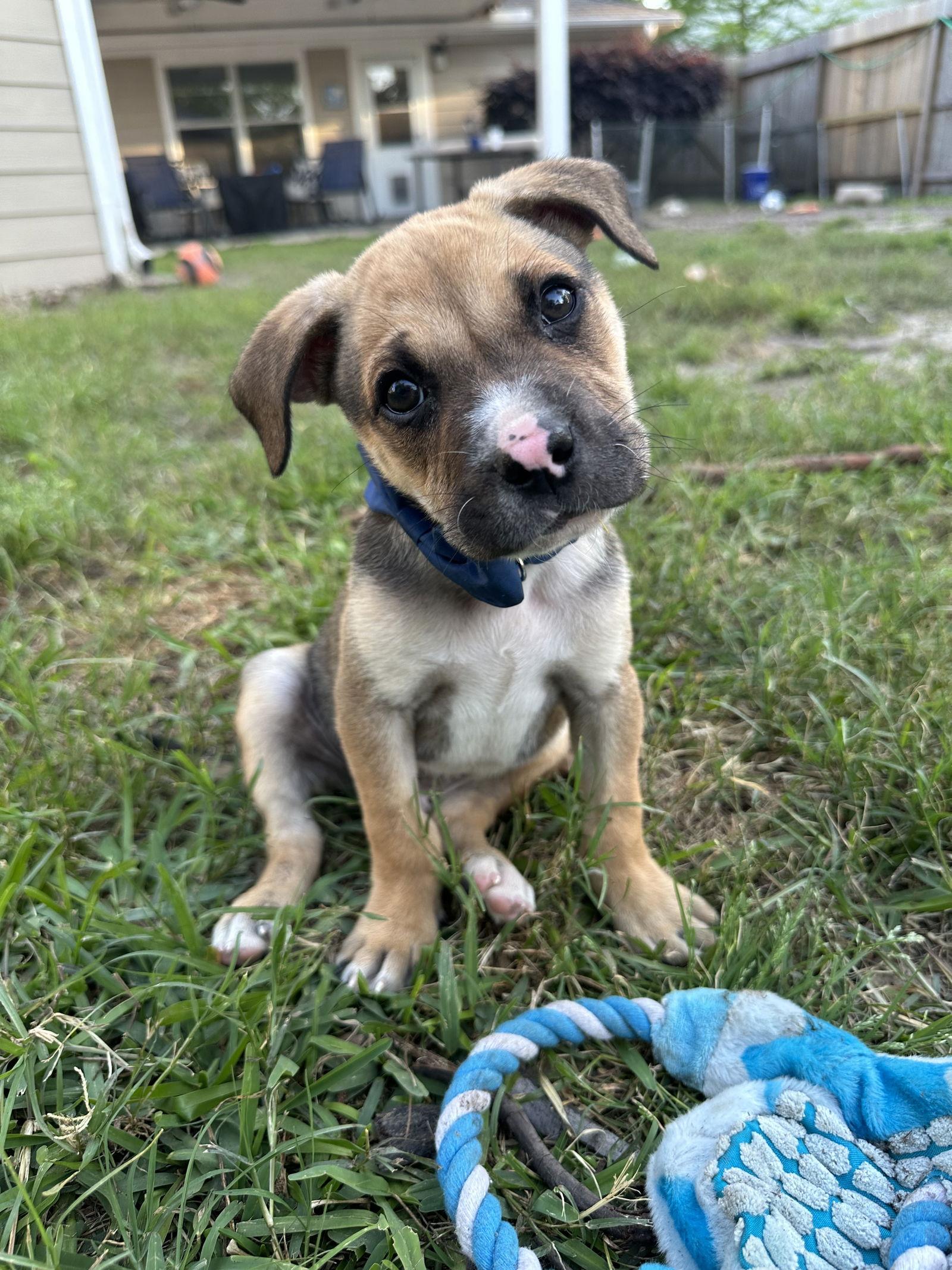Apollo, Adoptable, Adult Male Boxer.
