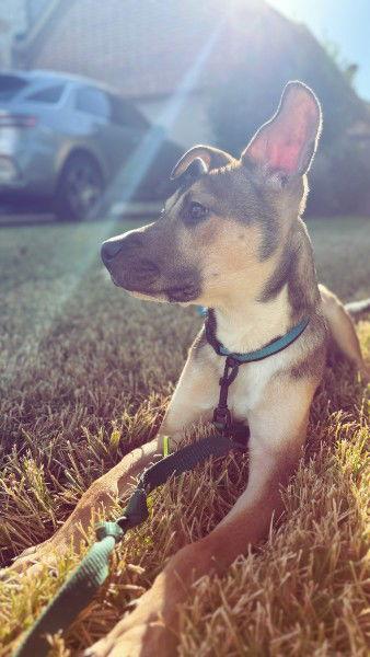 Enlarge Apollo, a Adoptable Boxer in The Woodlands, TX image 2/3