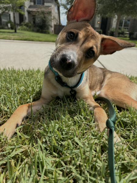 Enlarge Apollo, a Adoptable Boxer in The Woodlands, TX image 3/3