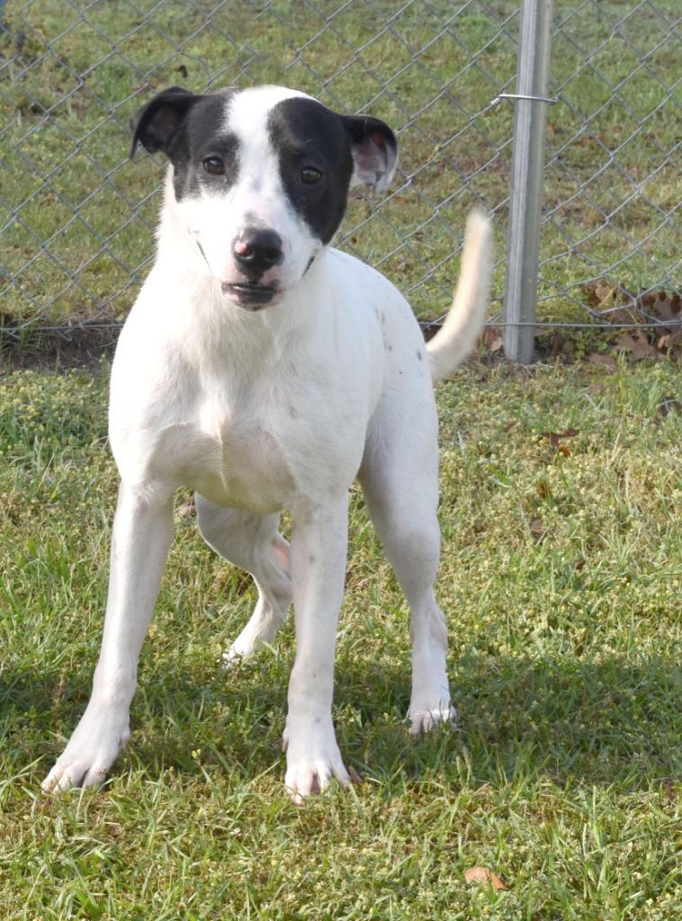 Evergreen, a Adoptable mixed breed in Kingsland, GA image 3/3