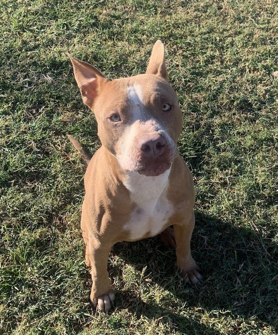 Enlarge Keto, a Adoptable Pit Bull Terrier in Gun Barrel City, TX image 1/1