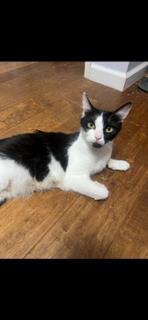 Enlarge Skelly, a Adoptable Domestic Short Hair in El Dorado Hills, CA image 2/3