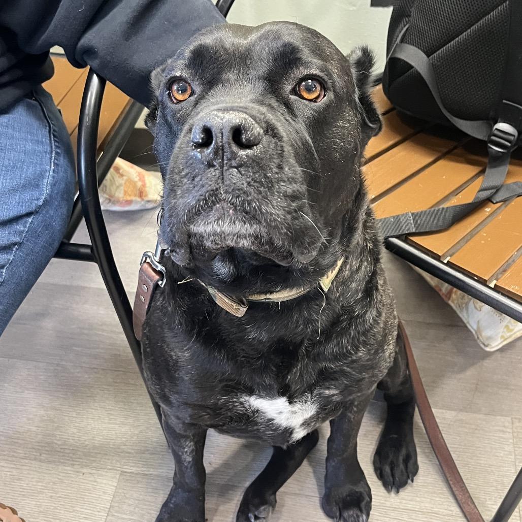 Siri, a Adoptable Presa Canario in Waldorf, MD image 1/3