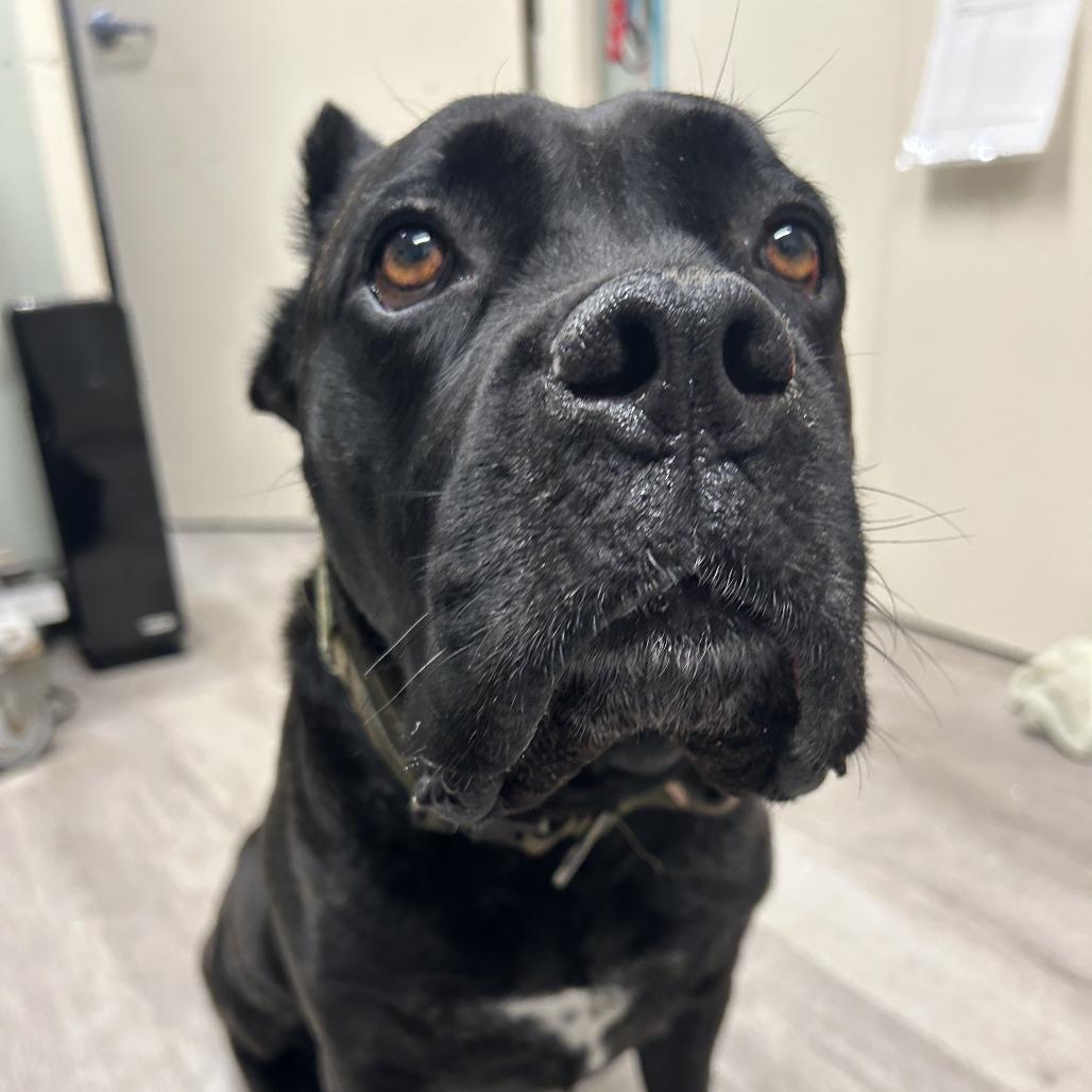 Siri, a Adoptable Presa Canario in Waldorf, MD image 2/3