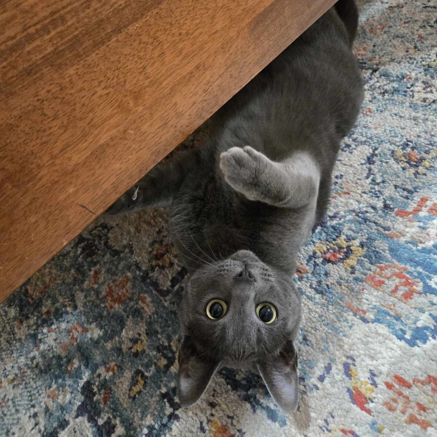 Gizmo