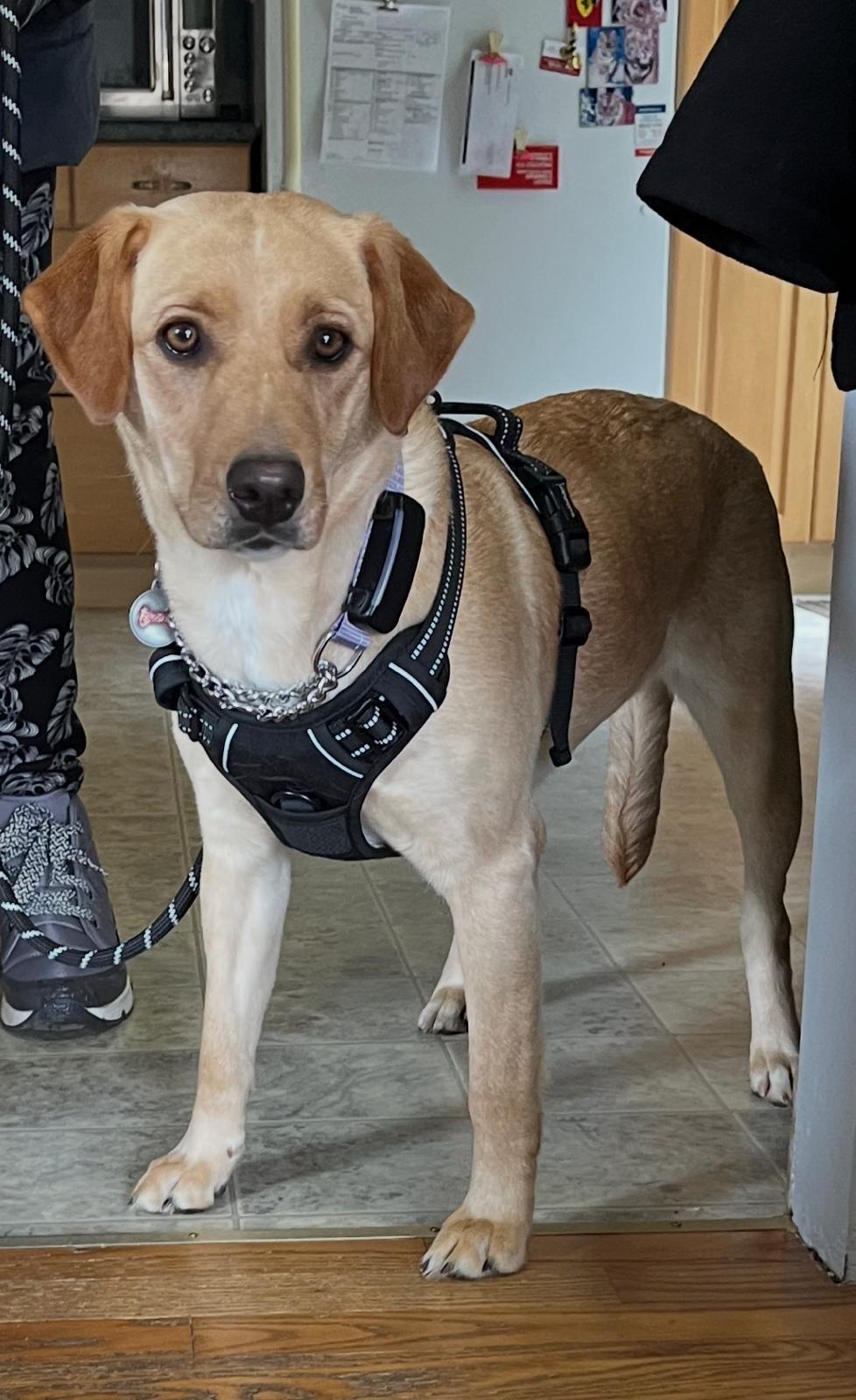 Kye, an adopted mixed breed in Oakville, ON image 2/6