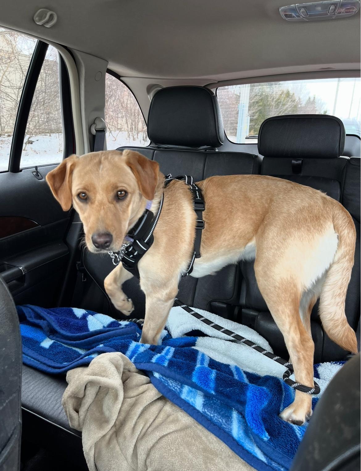 Kye, an adopted mixed breed in Oakville, ON image 6/6