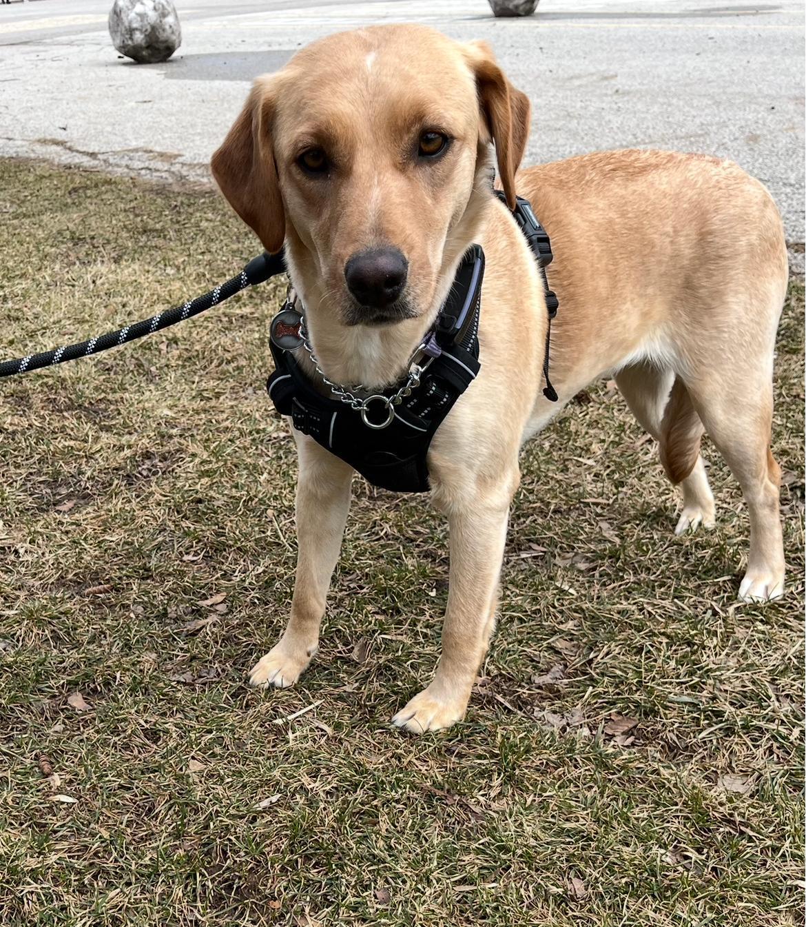 Kye, an adopted mixed breed in Oakville, ON image 4/6