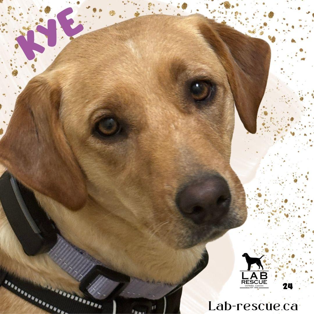 Kye, adopted, Young Female Labrador Retriever.
