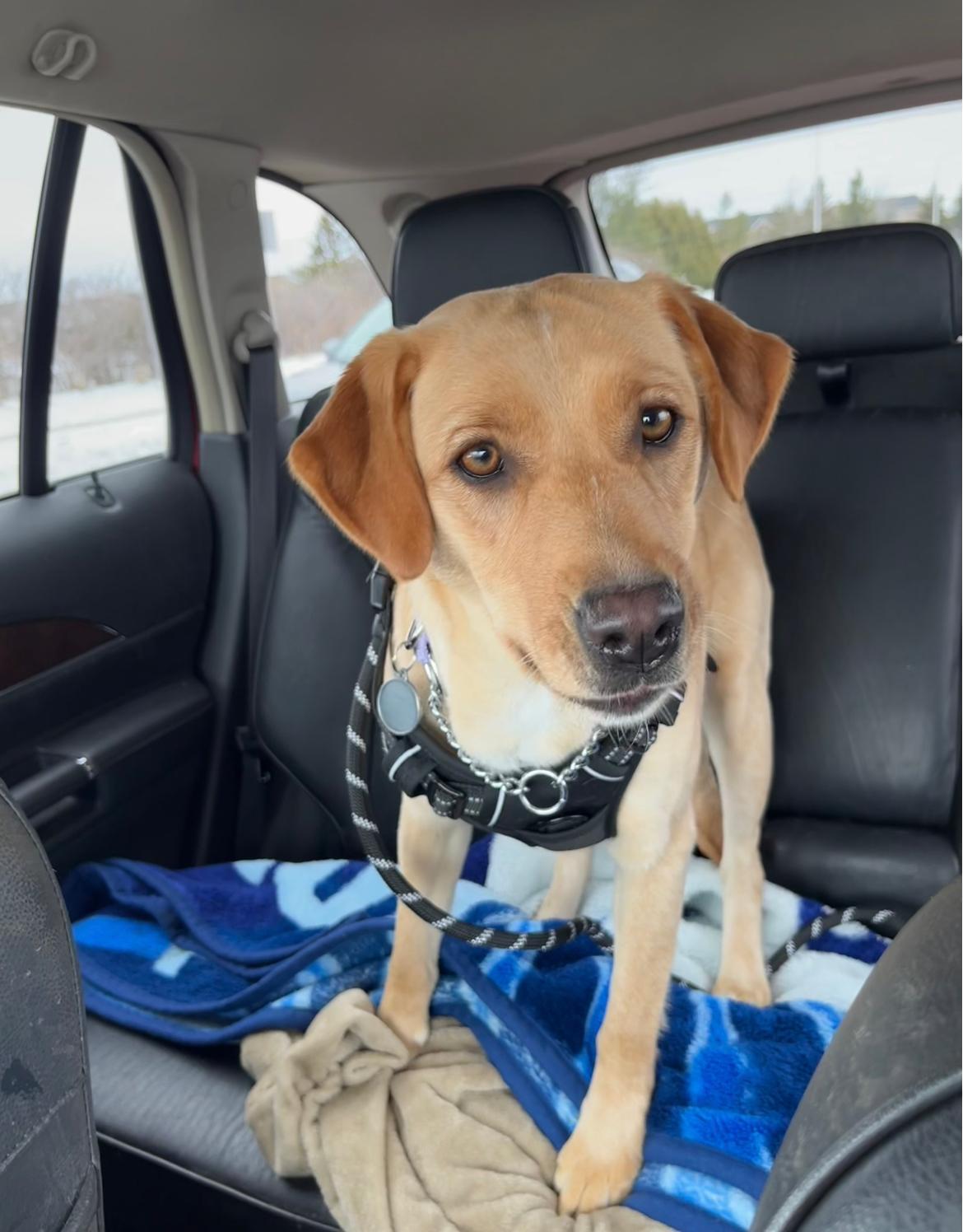 Kye, an adopted mixed breed in Oakville, ON image 5/6