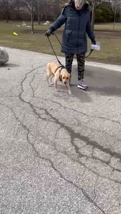 Enlarge Kye, an adopted mixed breed in Oakville, ON video 3/6