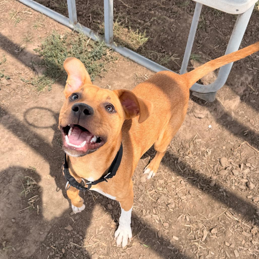 Torro, Adoptable, Young Male Mixed Breed.