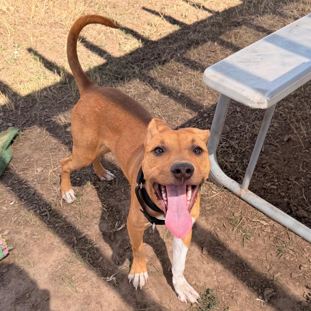 Enlarge Torro, a Adoptable Mixed Breed in Pagosa Springs, CO image 2/5
