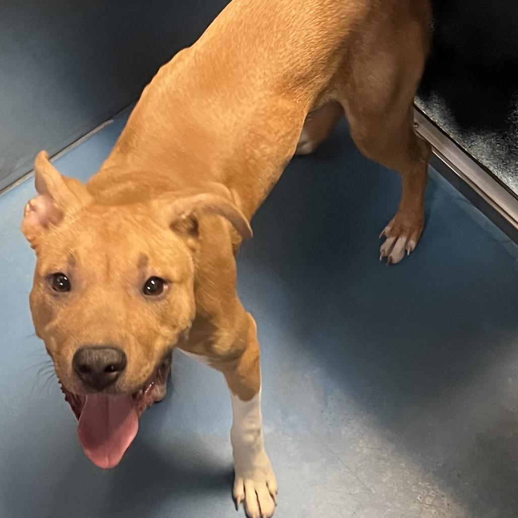 Enlarge Torro, a Adoptable Mixed Breed in Pagosa Springs, CO image 3/5