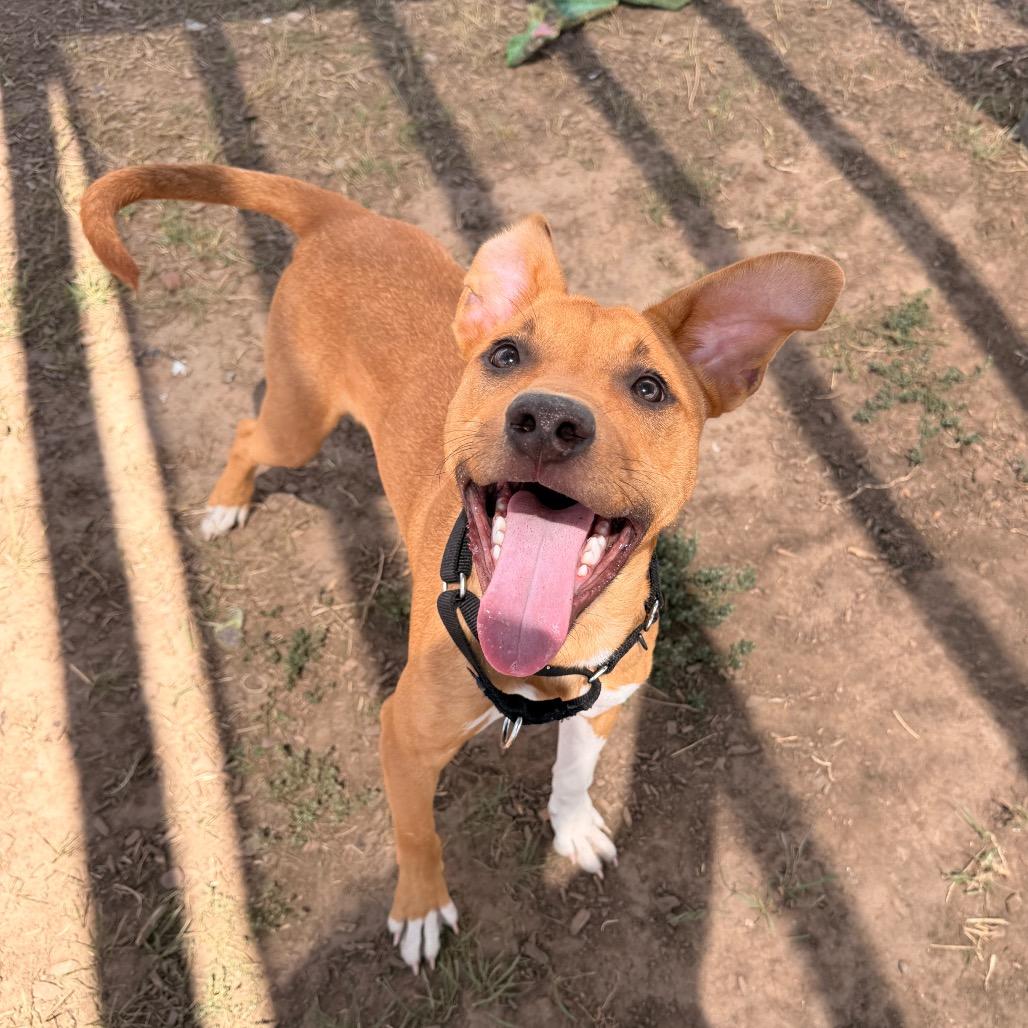 Enlarge Torro, a Adoptable Mixed Breed in Pagosa Springs, CO image 4/5