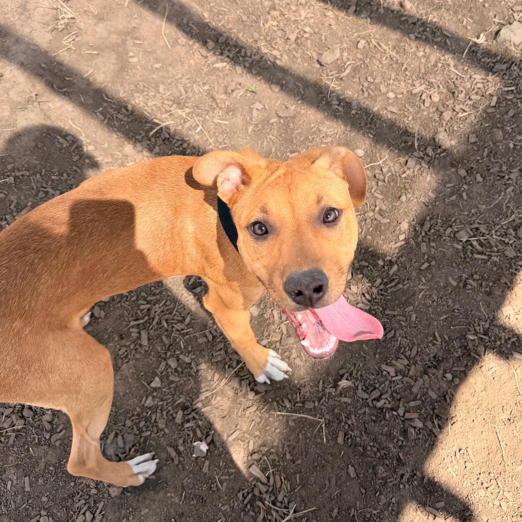 Enlarge Torro, a Adoptable Mixed Breed in Pagosa Springs, CO image 5/5