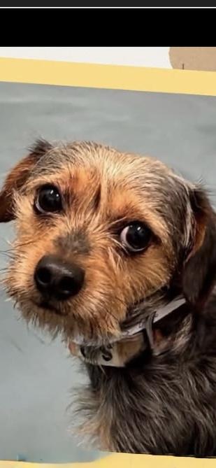 Enlarge King, a Adopted Yorkshire Terrier in Freeport, NY image 1/4
