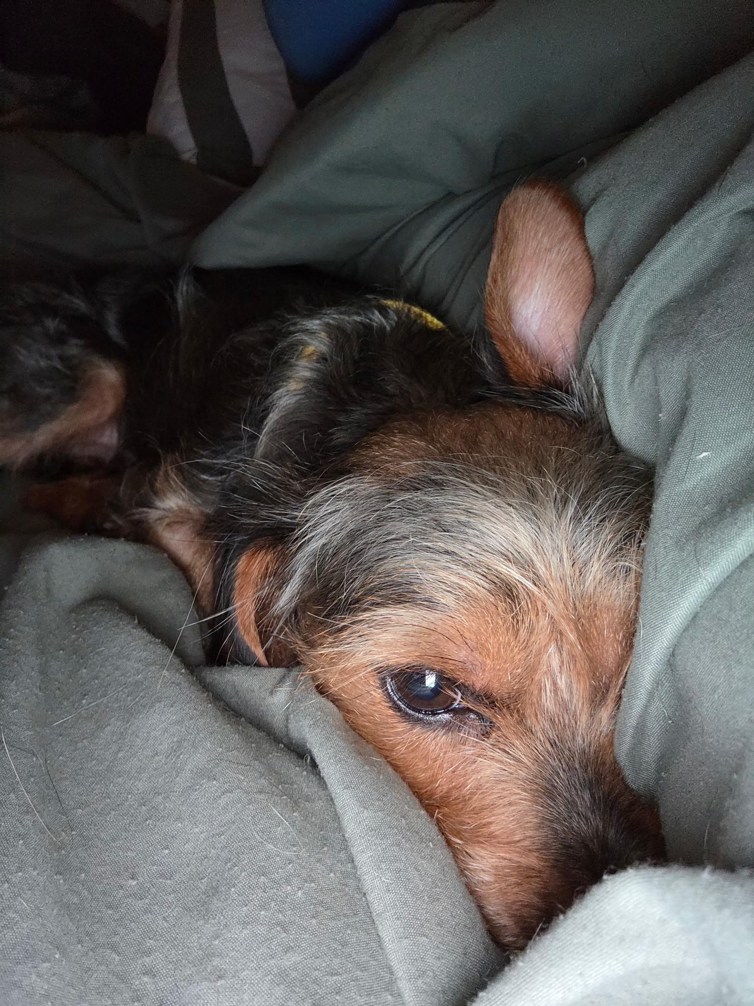 Enlarge King, a Adopted Yorkshire Terrier in Freeport, NY image 4/4