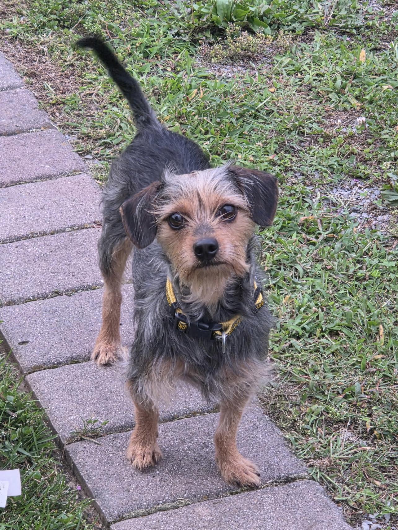Enlarge King, a Adopted Yorkshire Terrier in Freeport, NY image 2/4
