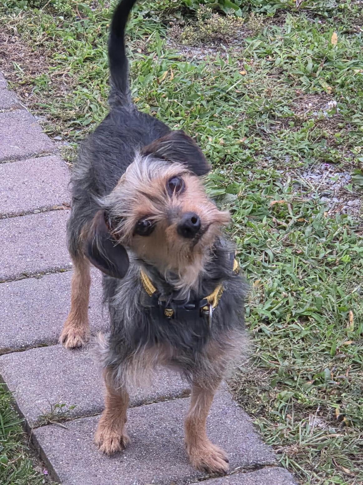 Enlarge King, a Adopted Yorkshire Terrier in Freeport, NY image 3/4