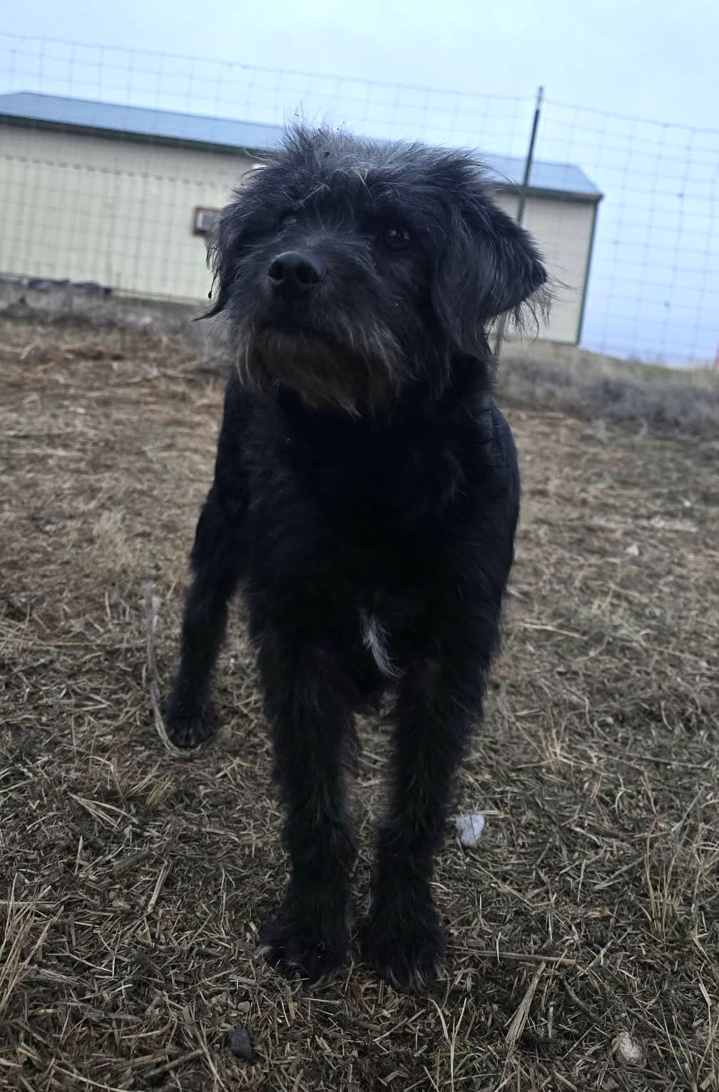 Black Widow, adopted, Adult Female Terrier.