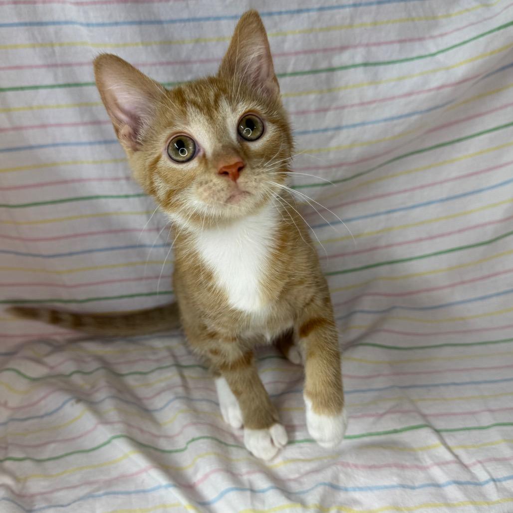 Karen, Adoptable, Kitten Female Bengal & Domestic Short Hair.