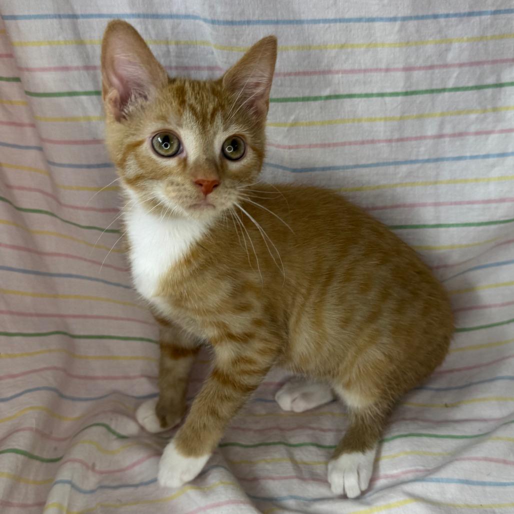 Enlarge Karen, a Adoptable mixed breed in Mount Vernon, IL image 2/6