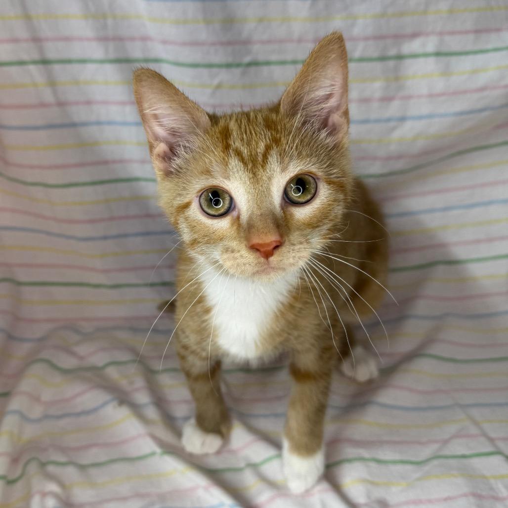 Enlarge Karen, a Adoptable mixed breed in Mount Vernon, IL image 3/6