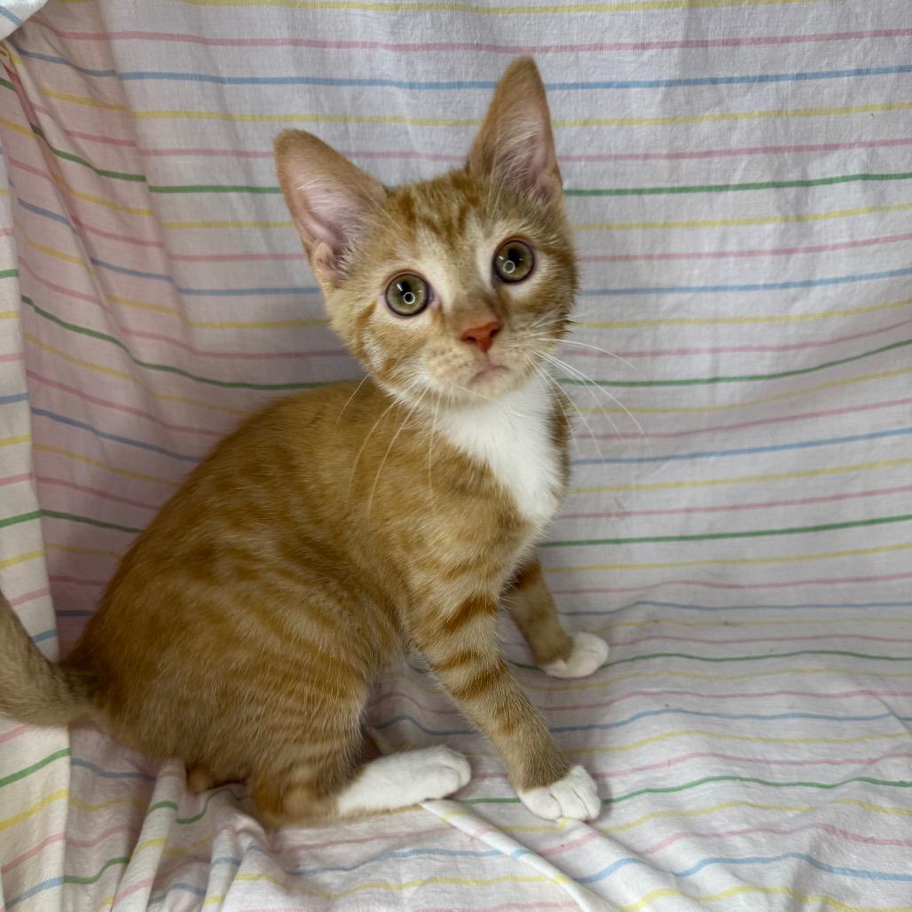Enlarge Karen, a Adoptable mixed breed in Mount Vernon, IL image 4/6