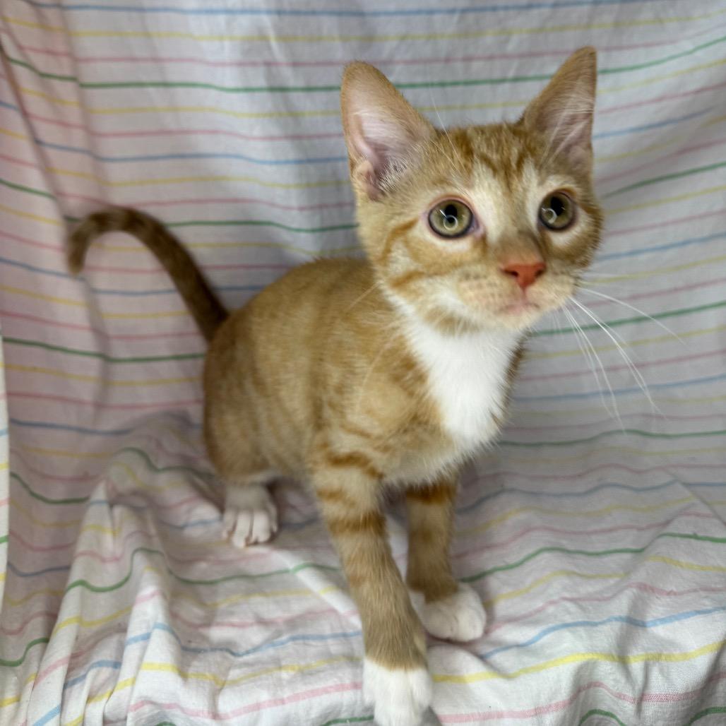 Enlarge Karen, a Adoptable mixed breed in Mount Vernon, IL image 5/6