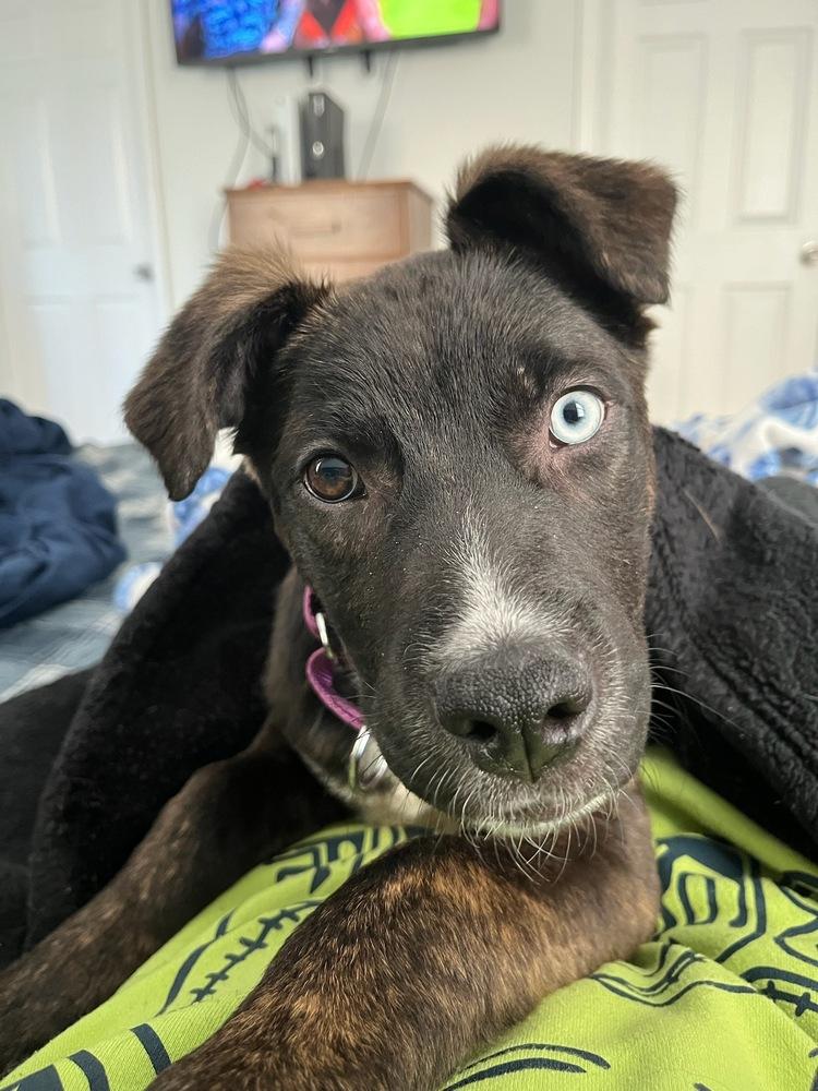 Enlarge Lyla, a Adoptable mixed breed in Willingboro, NJ image 2/6