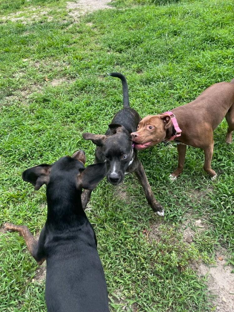 Enlarge Lyla, a Adoptable mixed breed in Willingboro, NJ image 6/6