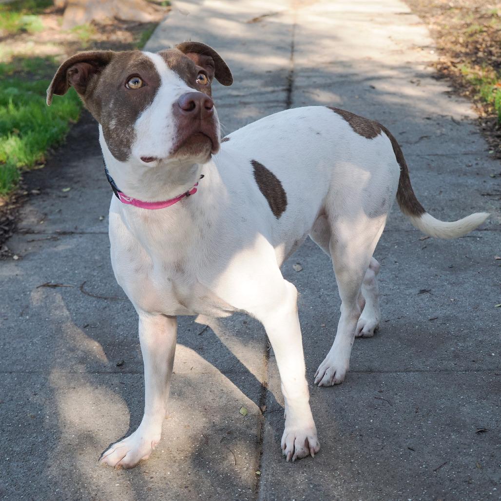 TRIXIE, a Adoptable mixed breed in Point Richmond, CA image 1/6