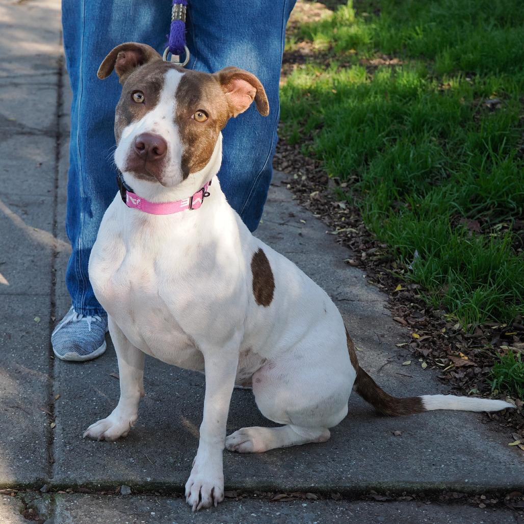 TRIXIE, a Adoptable mixed breed in Point Richmond, CA image 2/6
