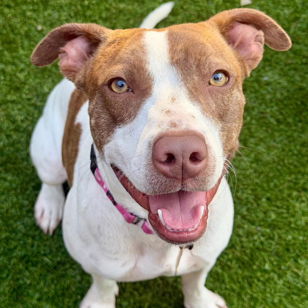 TRIXIE, a Adoptable mixed breed in Point Richmond, CA image 3/6