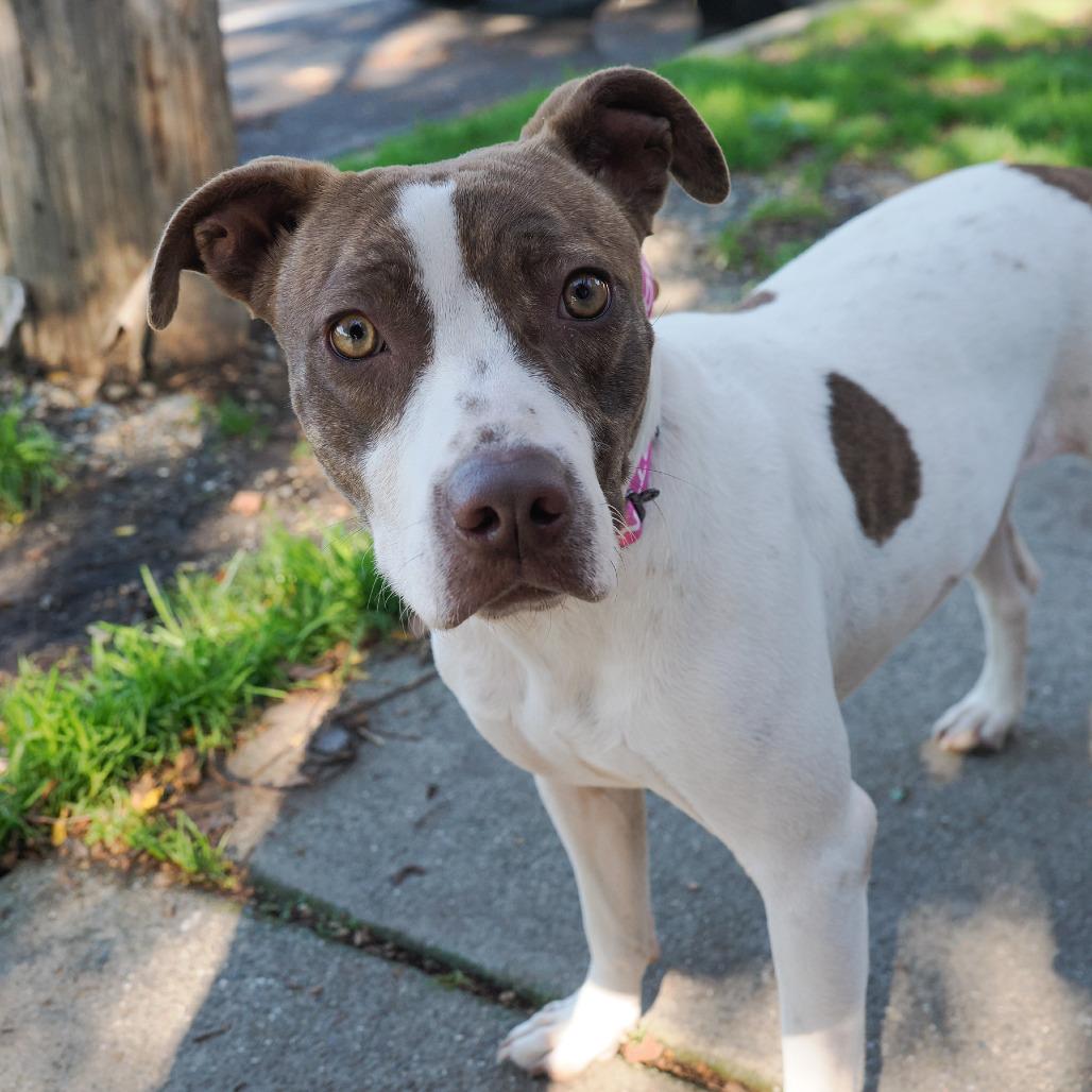 TRIXIE, a Adoptable mixed breed in Point Richmond, CA image 4/6