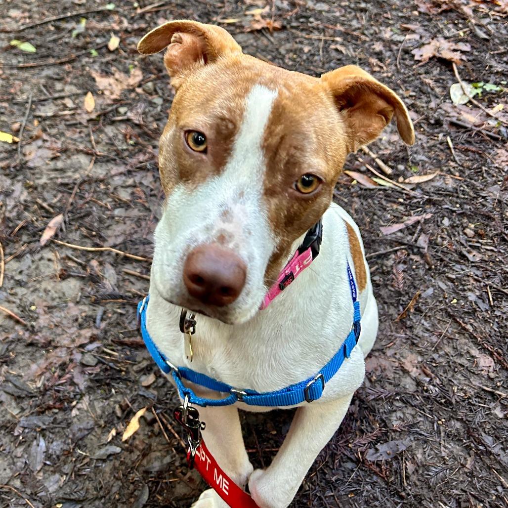 TRIXIE, a Adoptable mixed breed in Point Richmond, CA image 5/6