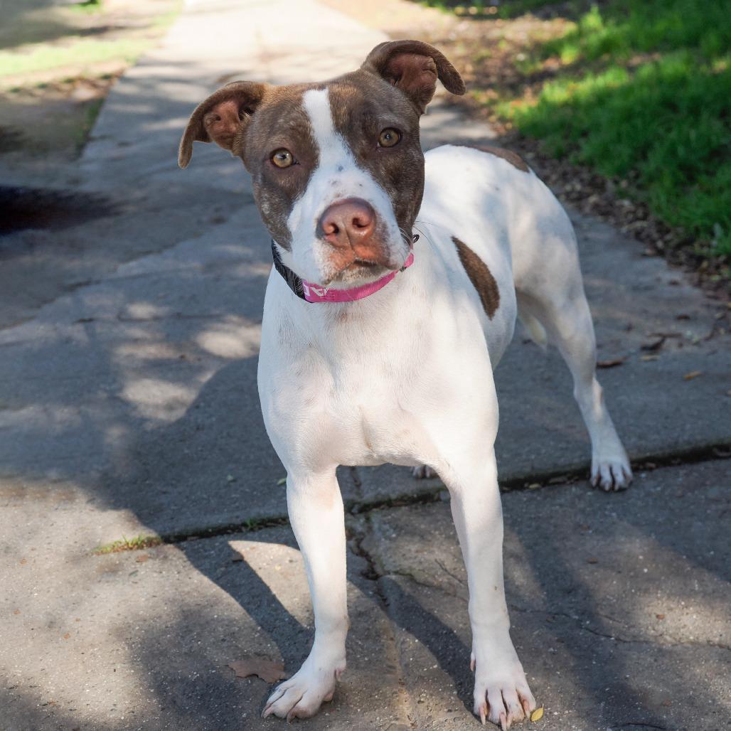 TRIXIE, a Adoptable mixed breed in Point Richmond, CA image 6/6