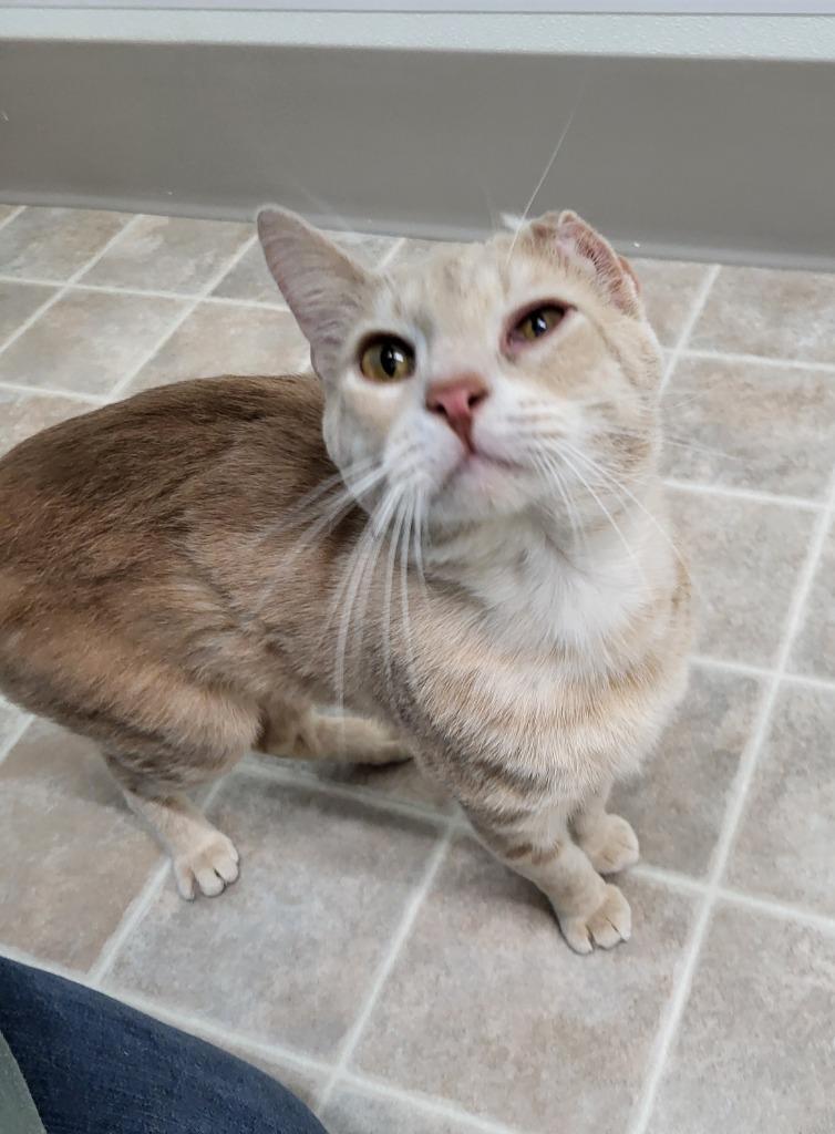 Bentley, Adoptable, Young Male Domestic Short Hair.