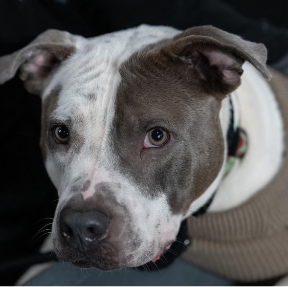 Zion, Adopted, Adult Male Pit Bull Terrier.