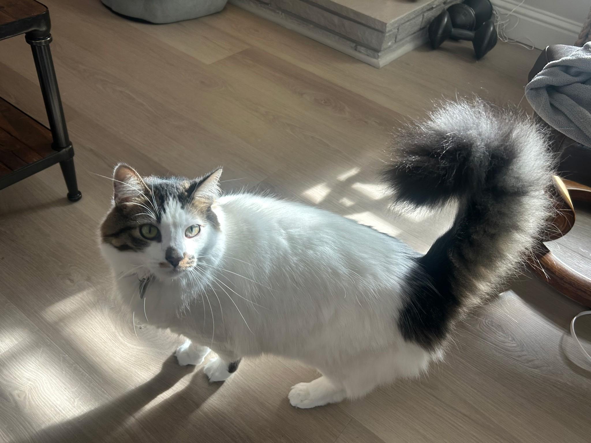 Enlarge Snowball, a Adopted mixed breed in Redwood City, CA image 2/3