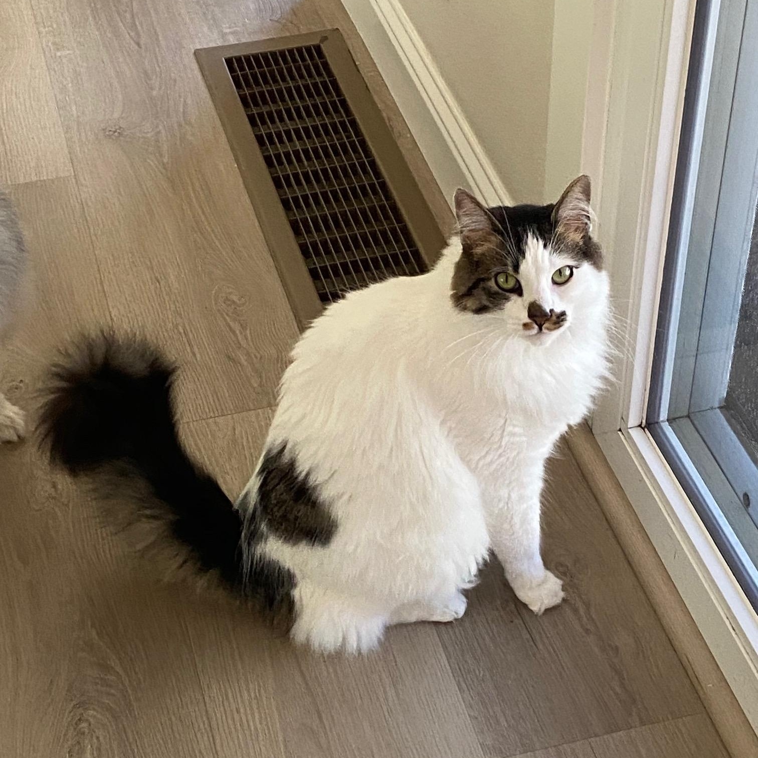 Snowball, Adopted, Adult Male Ragdoll & Domestic Long Hair.