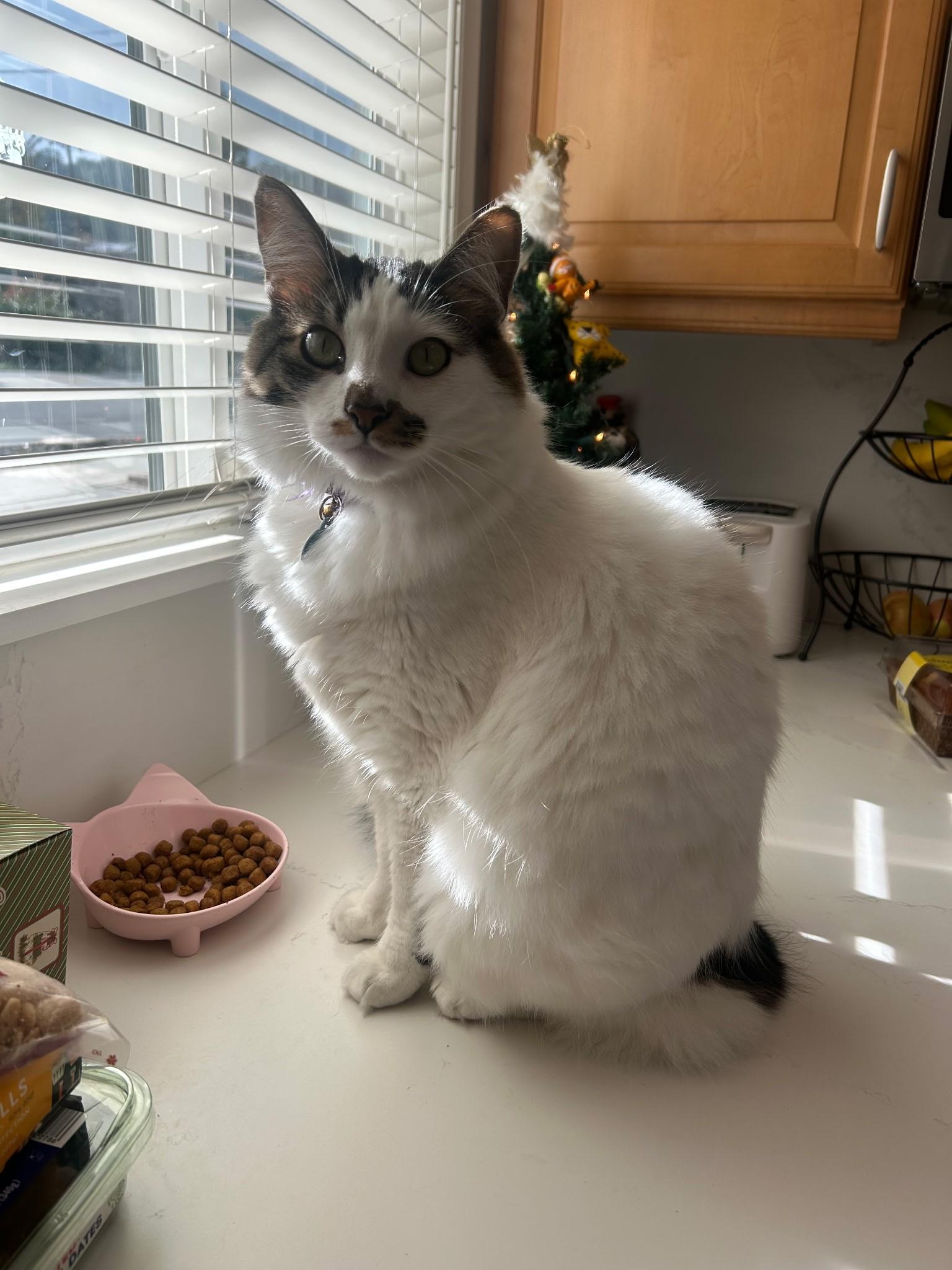 Enlarge Snowball, a Adopted mixed breed in Redwood City, CA image 3/3