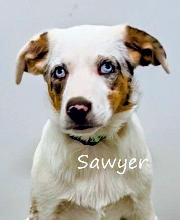 Sawyer, Baby Male unknown