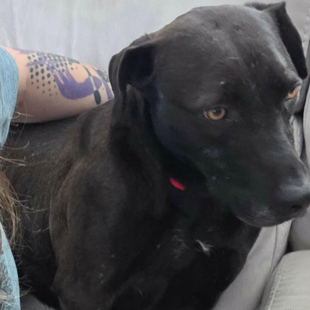 Marjorie, Adoptable, Adult Female Mixed Breed.