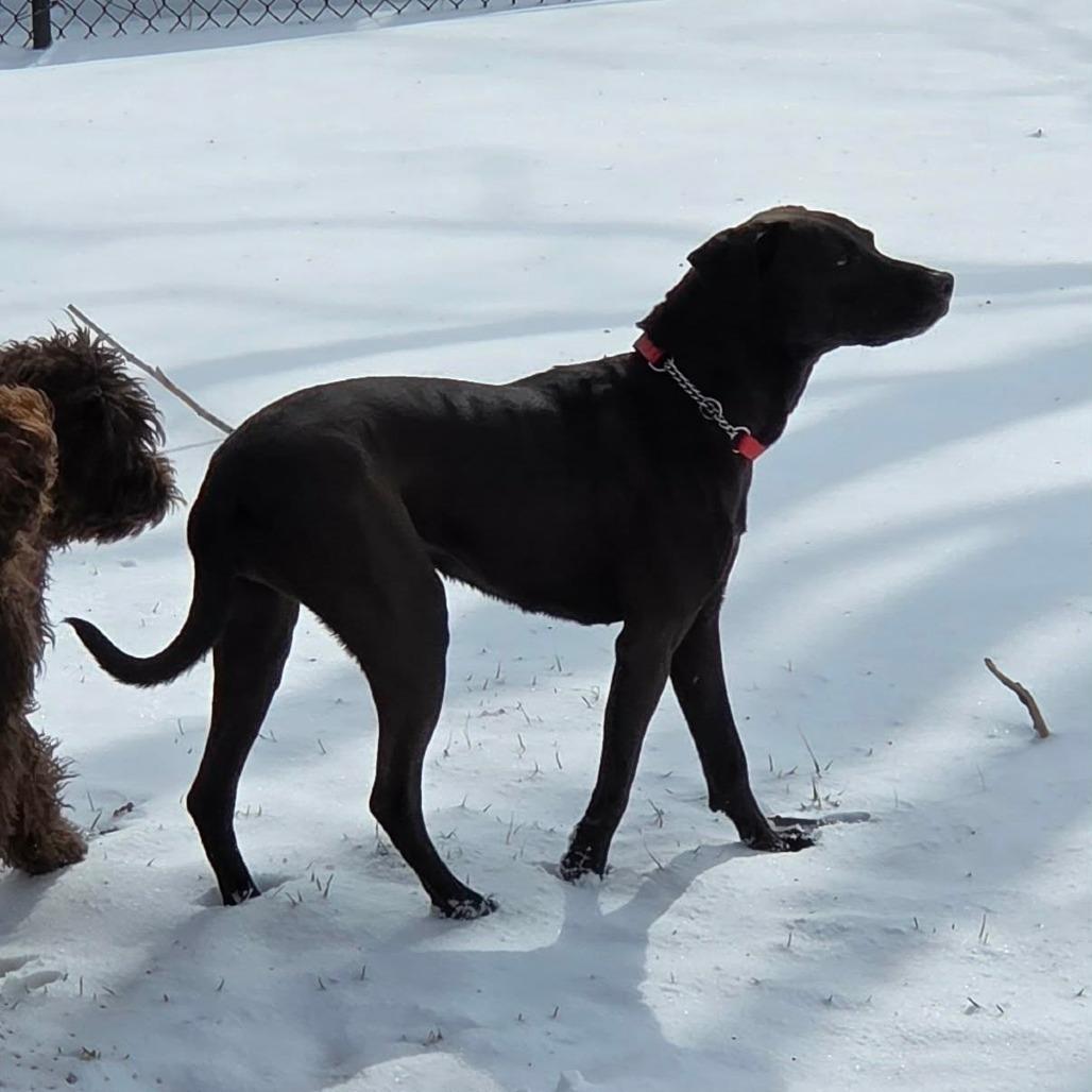 Enlarge Marjorie, a Adoptable Mixed Breed in DeKalb, IL image 2/6