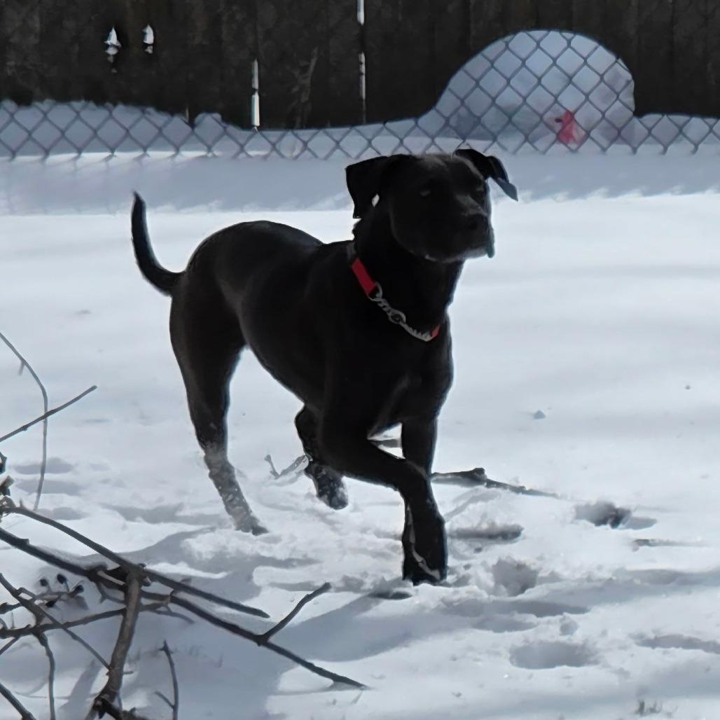 Enlarge Marjorie, a Adoptable Mixed Breed in DeKalb, IL image 3/6